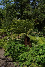 Fougère arborescente