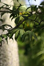 Fromager - Ceiba pentandra