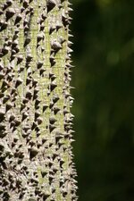 Fromager - Ceiba pentandra