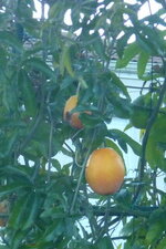Fruit de la passion