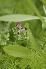Fumeterre officinale - fumaria officinalis