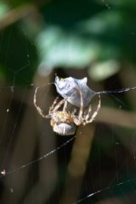 Araignée épeire capturant sa proie n°5