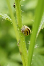 Gastéropode