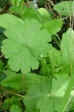 Feuilles de géranium mou
