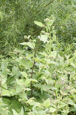Grande bardane - Arctium majus - sous réserve