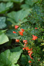 Grenadier à fleurs