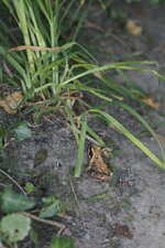 Grenouille rousse - sous réserve