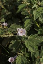 Guimauve officinale