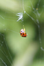 Harmonia axyridis ensanglantée