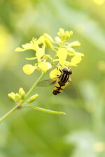 Héliophile suspendu