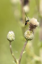 Ichneumon sp 