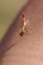 Ichneumon sp.