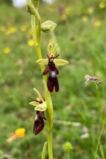 Ophrys mouche