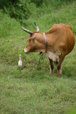 Héron garde boeuf et son boeuf.