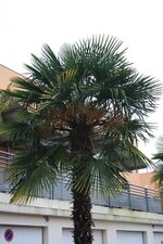 Palmier - Quartier Ousse des Bois, Pau