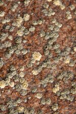 Balanes (ici Chtamalus sp.)