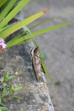 IMG 8097
