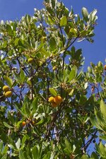 Arbousier-Arbutus Unedo