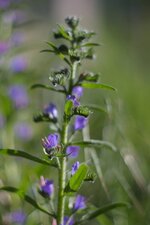 Vipérine commune,Echium vulgare