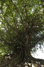 Figuier Maudit, Ficus citrifolia