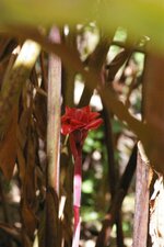 Rose de porcelaine, Etlingera elatior