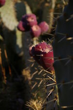 Figuier de Barbarie - Opuntia ficus-indica