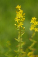 Millepertuis
