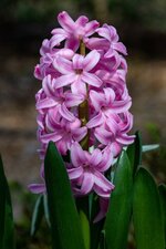 Jacinthe