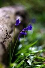 Jacinthe des bois