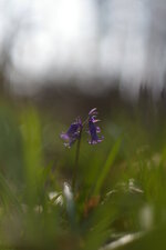 Jacinthe des bois