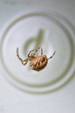Araignée épeire diadème "araneus diadematus"