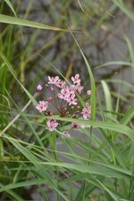 Jonc fleuri ou Butome en ombelle
