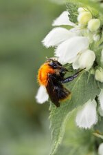 Apidae