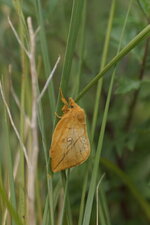 La Buveuse (femelle)