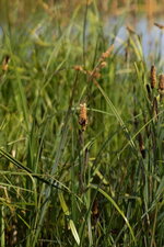 Laîche sp.