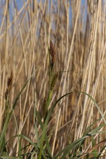 Laîche sp.