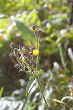 Laiteron oleraceus* (sous réserve)