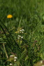 Lamier blanc