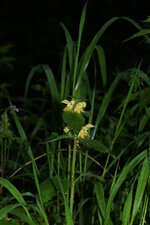 Lamier jaune