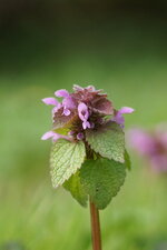 Lamier pourpre