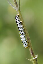 Chenille de Cuculia sp.