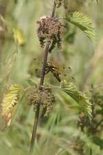 Libellula quadrimaculata