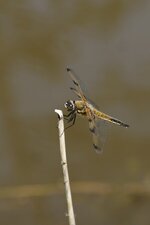 Libellule à quatre tâches