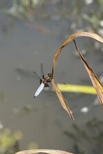 Libellule déprimée