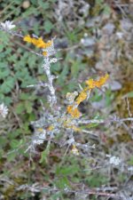 Lichens sur un prunelier