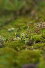 Cladonia sp. - sous réserve
