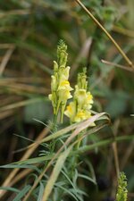 Linaria vulgaris
