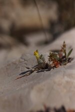 Linaria sp.