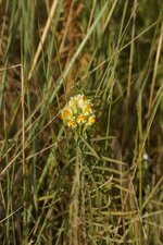 Linaria sp.
