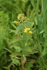 Lysimaque sp.